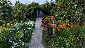 Многолетники, которые я вырастила из семян.