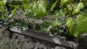 19. "Альфа" начинает цвести, начался холод и снег пошёл - наверно лето скоро )). 27 мая 2025 год.