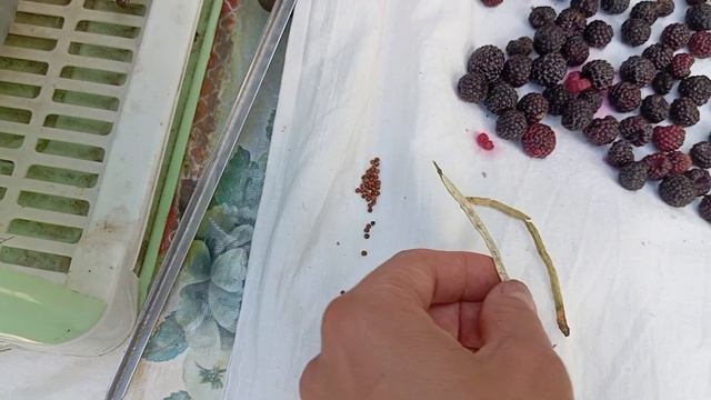 Отвечаю на комментарий.Постирали ковёр у бабуси. Пожа?