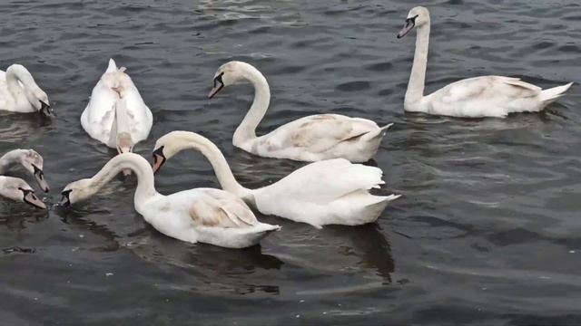 ЛЕБЕДИ. Славянск апрель 2025 (Славкурорт, оз. Рапное) смотреть онлайн