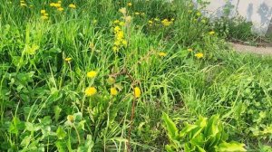 Каштан мягчайший, каштан съедобный, каштан китайский, каштан настоящий Castanea Molissima Санкт-Пете