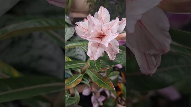 Адениум и его друзья суккуленты) смотреть онлайн