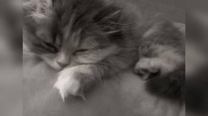 Open Kids-На десерт(Speed up)♡