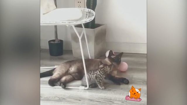 Babes! Cute Babes Animals #14 Милые Животные Малютки #14 смотреть онлайн