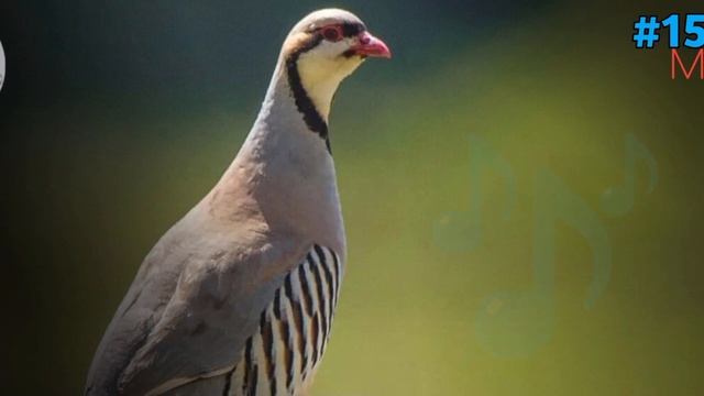 Кеклик Мастак Запис | Partridge Voice | Partridge Hunting