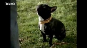 Сборник рекламных роликов корма для собак "Pedigree"