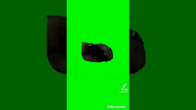 УЕЕИИААИИ КОТ КРУЖИТСЯ НА ЗЕЛЕНОМ ФОНЕ 10 МИНУТ 🟩😺 смотреть онлайн