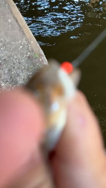 Живучесть силиконового мотыля Minoga по окуню. Мормышинг на котовском заливе. Лето 2024. #рыбалка смотреть онлайн