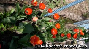 2014 Красота спасет мир