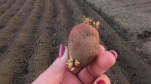 Сажаем картофель в гребни!!