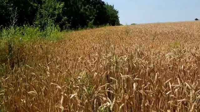 САВЕЛИЙ АД МАМА ХОЧЕТ В КИЕВ. СТРАIIIНЫЙ ЗНАК ДЛЯ НАДИ #С смотреть онлайн