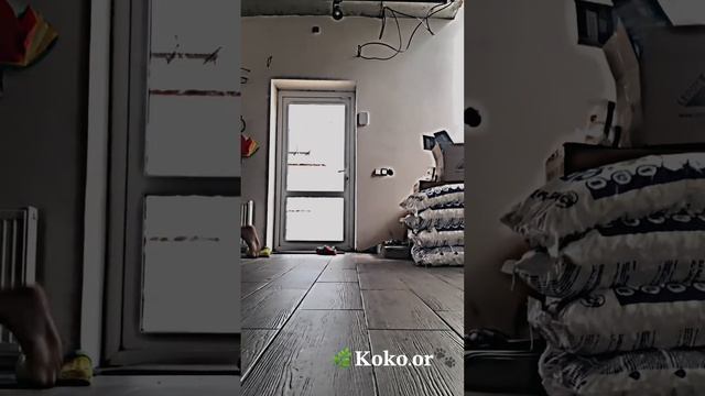 🌿Мини туториал по ходьбе||квадробика🐾🦦 смотреть онлайн