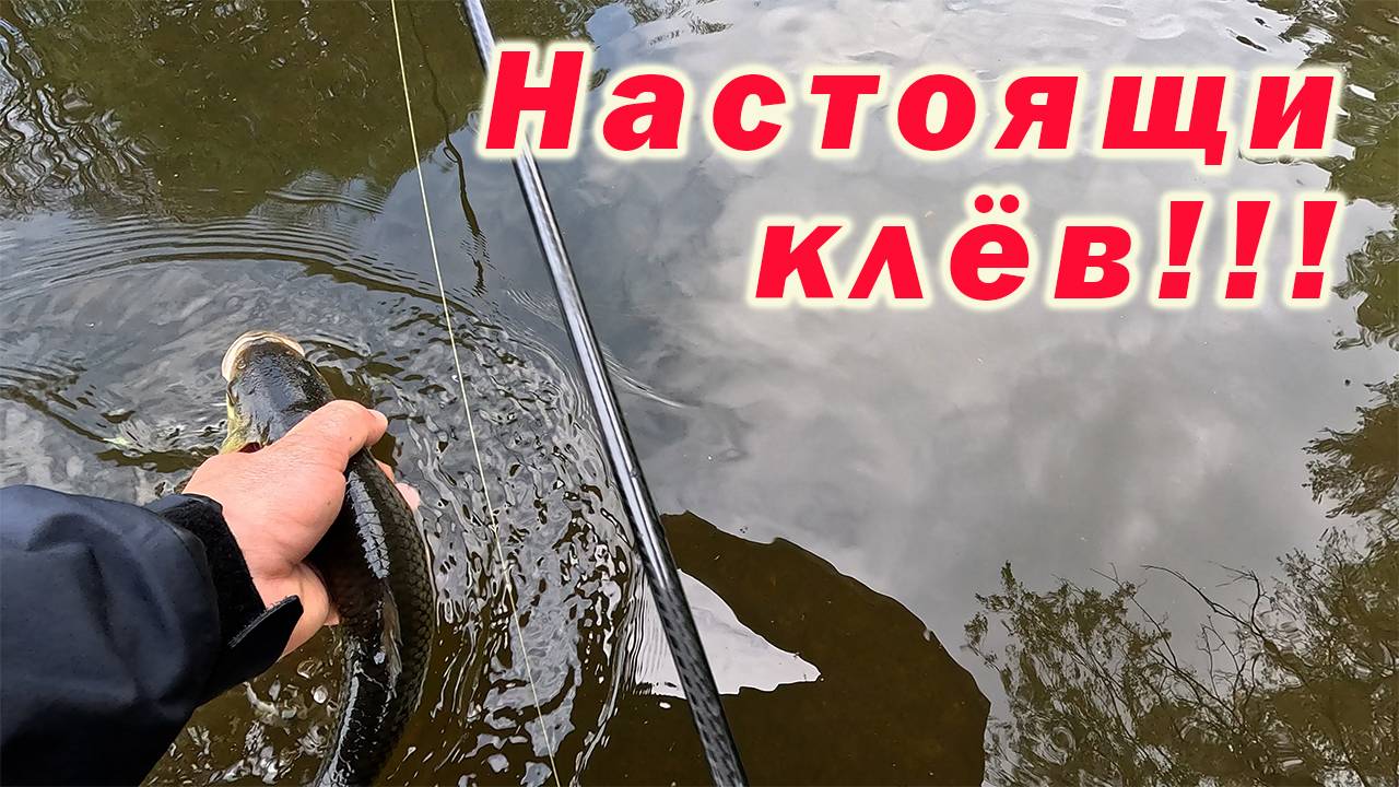 РЫБАЛКА МОЕЙ МЕЧТЫ!!! НАСТОЯЩИЙ КЛЁВ ГОЛАВЛЯ!!! смотреть онлайн