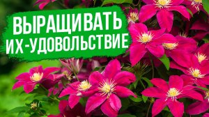 Клематисы в вашем саду: от выбора до цветения.