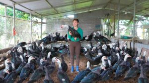 Неугомонная Ли Тье Тоан, из Вьетнама. Купила много гусей у фермера, для продажи на рынке.