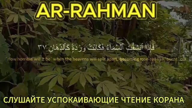 РОМАДХОН КАРИИМ БУЛ АЯТ ООРУНУЗДУ ЖЕНИЛЕЙТ 🤲 ИНСЯАЛЛ смотреть онлайн