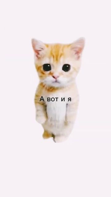 КАКОЙ ОН МИЛЫЙ #анимации #коты #memes #рекомендации #аналитика #3danimation #standoff2 #animation