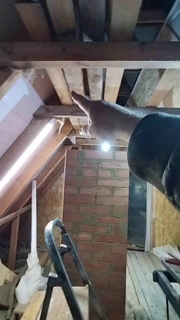 печь, труба растёт, пора резать стропила.mp4