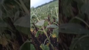 подсолнечник 🌻 Пионер 25. жара 42 в тени