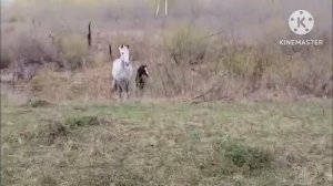 Продажа лошадей Алтайский край, тяжеловозы, верховые,