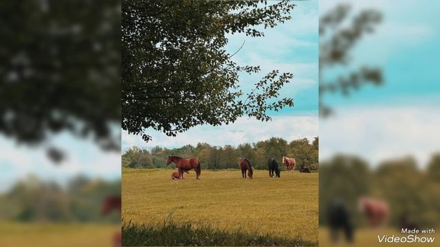 Завершение весны 2025 на Калининградском побережье смотреть онлайн