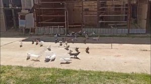 ПРОДАЖА ШИРОКОХВОСТЫХ БАКИНСКИХ ГОЛУБЕЙ.