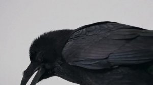 МУККА – Вороны (Lyric Video)