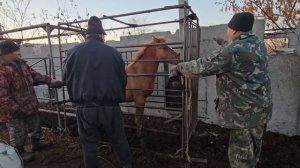 Табунное коневодство| Самый поздний жеребёнок| Таврац