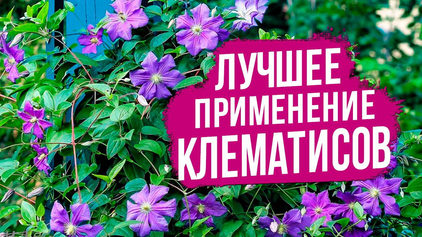 Лучшие сочетания клематисов. Как собрать цветочные композиции с клематисами в саду.