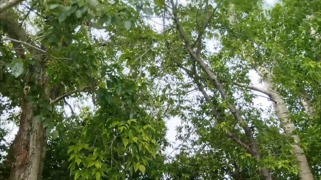 пруд смотреть онлайн