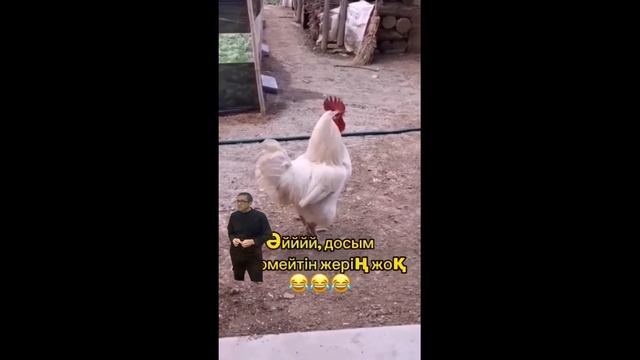 Дауш осырык 😆 #тажимуратов #даулетмурат #алга #карака? смотреть онлайн