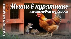 Мыши  в курятнике: мышеловка из банки