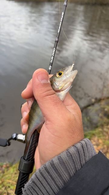 Разловил свой новый спиннинг CF Sub Zero. Мормышинг. #fishing #рыбалка смотреть онлайн