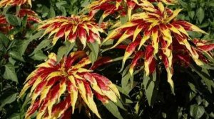 Советы по посадке рассады цветов амаранта триколор Половецкие пляски для яркого цветника