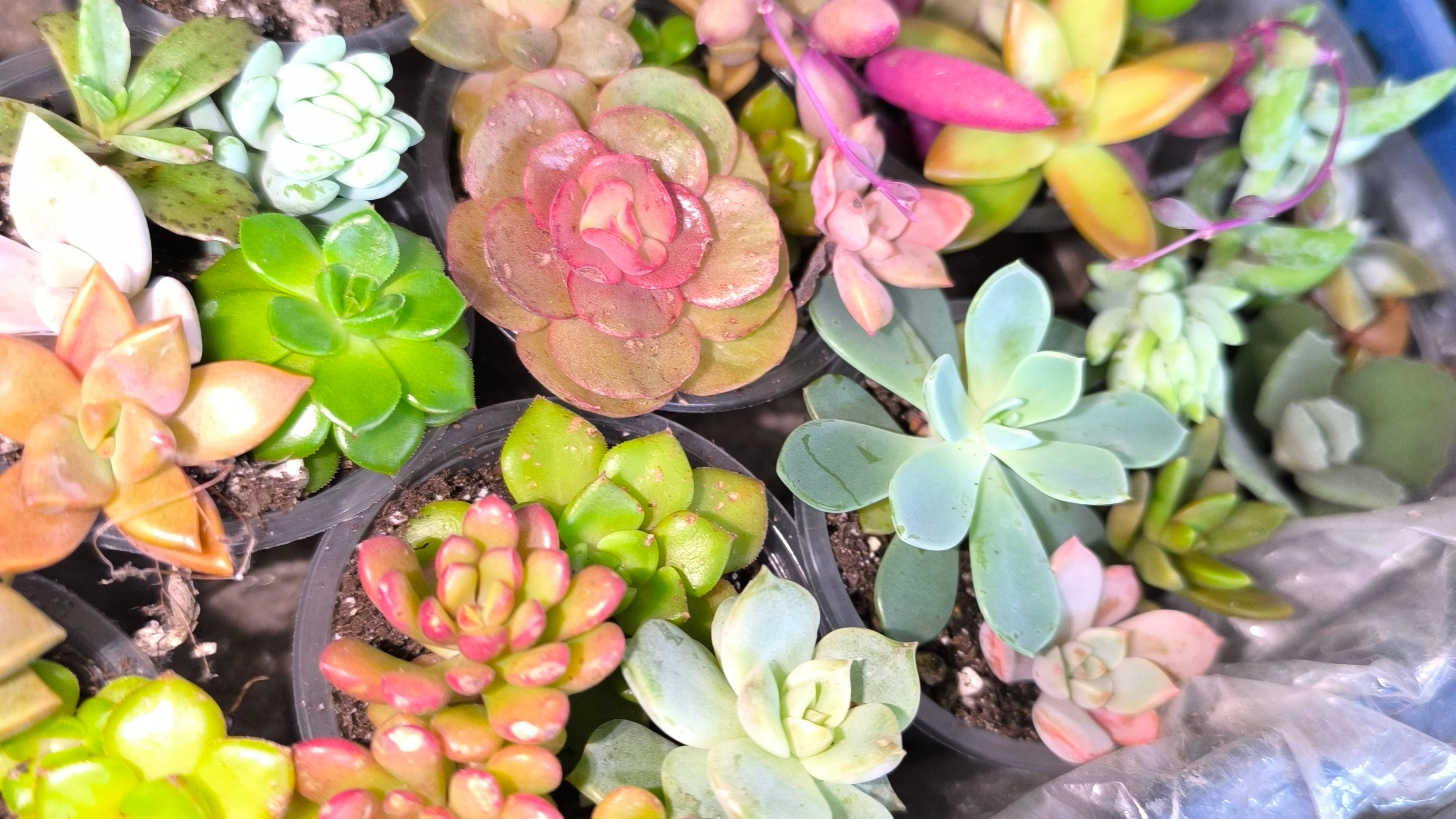 Видеообзор суккулентов