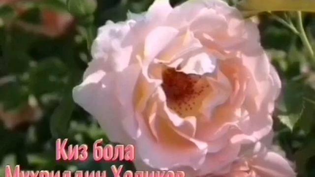 Киз бола Мухриддин Холиков Kiz Bola Muhriddin Holikov