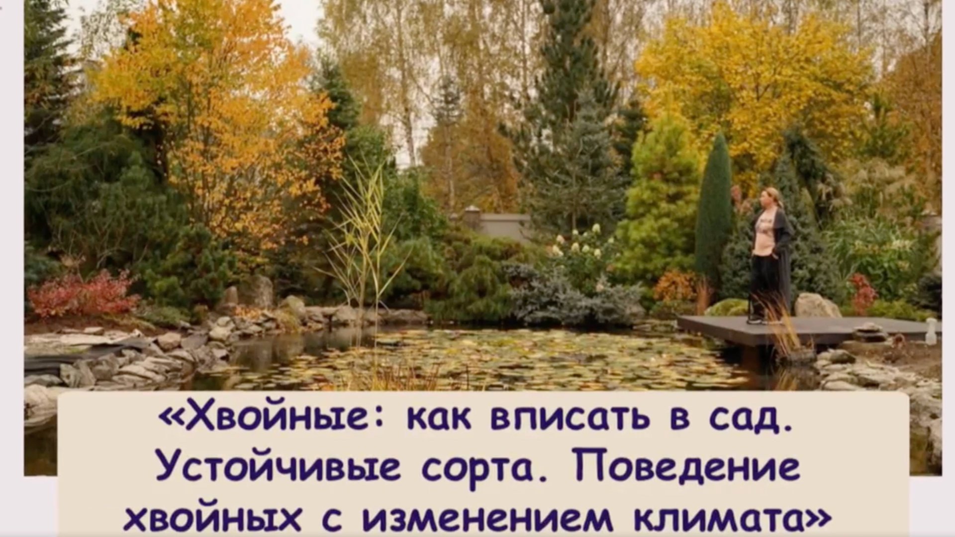 ХВОЙНЫЕ: Как вписать в сад. Устойчивые сорта. Поведение хвойных с изменением климата. смотреть онлайн