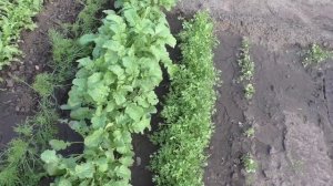 Мои зеленные культуры, 16 сортов, на 27 мая.