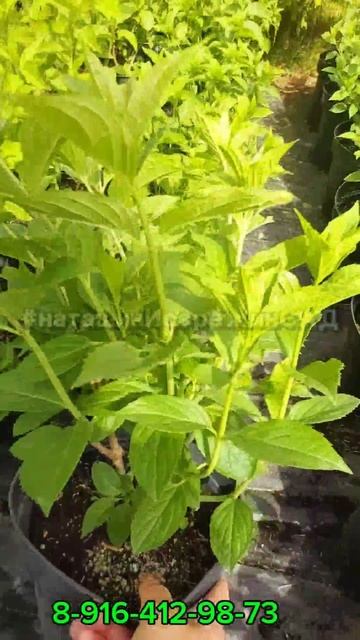 один ИЗ САМЫХ НЕПРИВЕРЕДЛИВЫХ БЫСТРОРАСТУЩИХ СОРТОВ ГОРТЕНЗИИ- ФАНТОМ, точно вас впечатлит✅