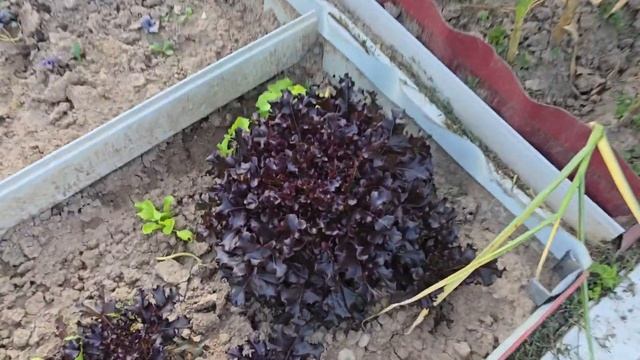 Самый лучший Плов по древнему узбекскому рецепту Дер? смотреть онлайн