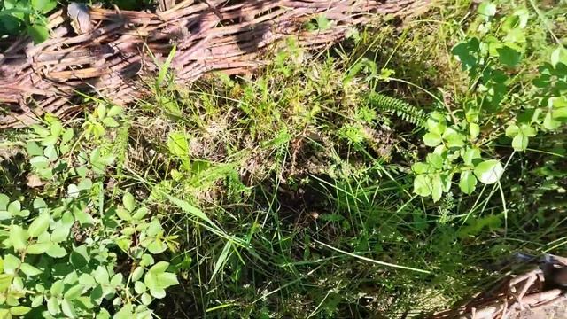 Живём в СИБИРИ: Готовим лаваш 🫓// Наши курочки // Постр?