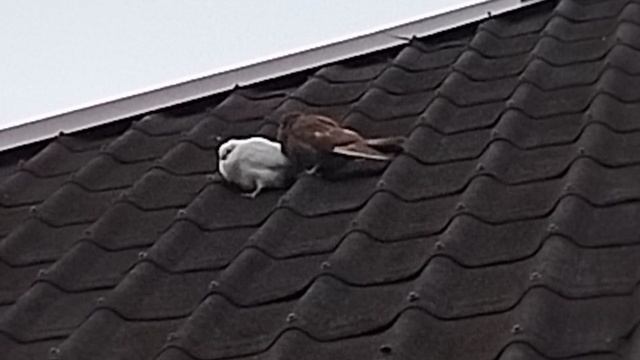 Чудо на крыше дома моего 🥰 смотреть онлайн