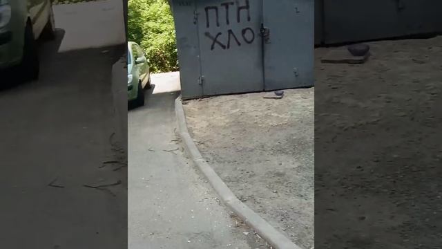 Северная Салтовка 1 июня,раздаём людям хлеб!