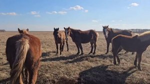 Табунное коневодство| ЛОШАДИ В АПРЕЛЕ, ожеребилась Ма?