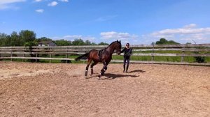 работа с лошадью на развязках