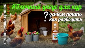 Яблочный уксус для кур: польза, дозировка, мифы и риски