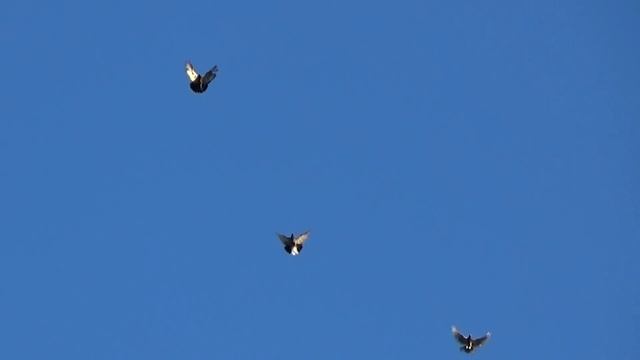 голуби 1 сентября смотреть онлайн