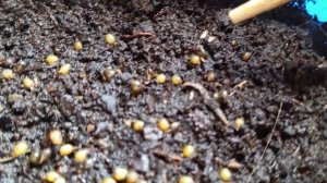 Коконы калифорнийского червя, через какое время вылупляются