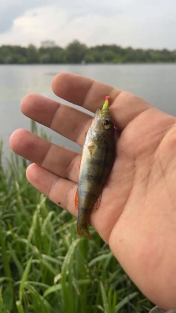 Первый окунь на Dayo Atarashii. Первая рыбалка после запрета. #рыбалка #fishing #мормышинг #спиннинг смотреть онлайн