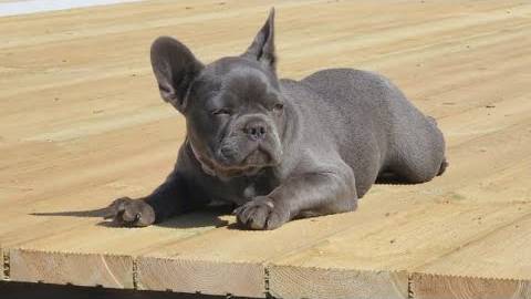 Канадская семья в НН (запись трансляции).. Countryside Acres Is Live! May 25, 2025